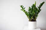 Sómakólfur er harðgerð og flott heimilisplanta